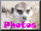click for meerkat photos