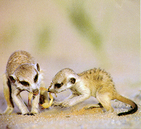 2babyeatingsco(meerkat.org).jpg (97576 bytes)