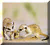 2babyeatingsco(meerkat.org).jpg (97576 bytes)
