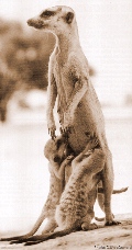 babyswmother(meerkat.org).jpg (19113 bytes)