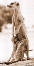 babyswmother(meerkat.org).jpg (19113 bytes)