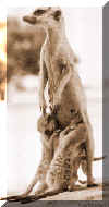 babyswmother(meerkat.org).jpg (19113 bytes)