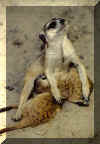 feeding (meerkat,org).jpg (33874 bytes)