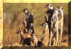 groupstandingonhome(meerkat.org).jpg (202332 bytes)
