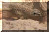 misc - repair 5.jpg (29283 bytes)