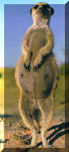 pregnantmeerkat(alain derge).jpg (128386 bytes)