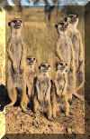 family meeerkat.org.jpg (22926 bytes)