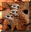 (meekats.con)3 meerkats play.jpg (10043 bytes)