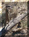 SENTRY3.jpg (68386 bytes)