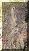 SENTRY9.jpg (49861 bytes)